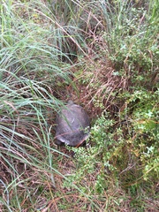 Gopherus polyphemus