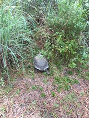 Gopherus polyphemus