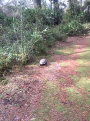 Gopherus polyphemus