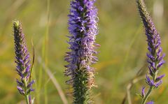 Veronica orchidea