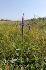 Veronica orchidea