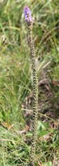 Veronica orchidea