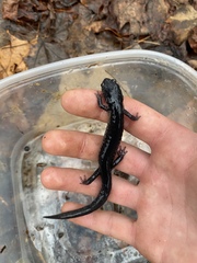 Plethodon chattahoochee