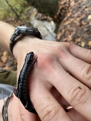 Plethodon chattahoochee