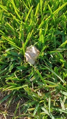 Chlorophyllum molybdites image