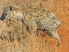 Spotted Hyena photo 5