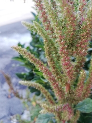 Amaranthus hybridus