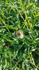 Chlorophyllum molybdites image