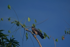 Rupornis magnirostris