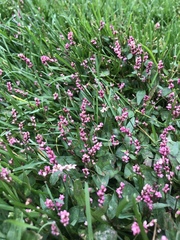 Persicaria