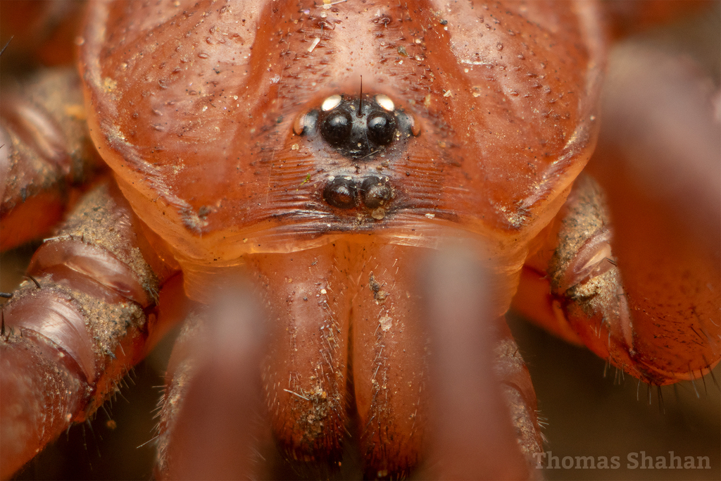 Ctenolophus