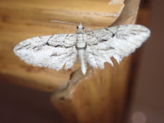 Eupithecia phoeniceata