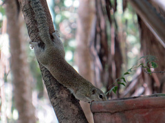 Heliosciurus gambianus