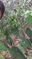Image of Opuntia ficus-indica