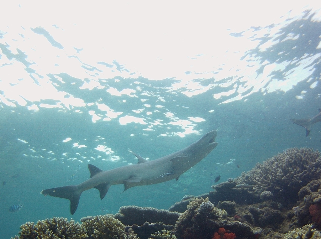 Whitetip reef shark