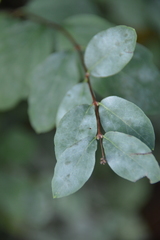 Erysiphe symphoricarpi