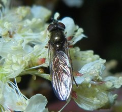 Platycheirus clypeatus