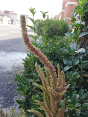 Amaranthus hybridus