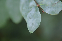 Erysiphe symphoricarpi