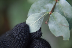 Erysiphe symphoricarpi