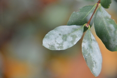 Erysiphe symphoricarpi