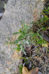 Golovinomyces fischeri