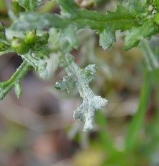Golovinomyces fischeri