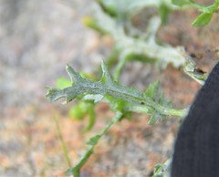 Golovinomyces fischeri