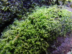 Lophocolea semiteres