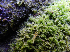 Lophocolea semiteres