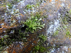 Lophocolea semiteres