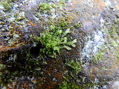 Lophocolea semiteres