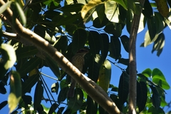 Pheucticus ludovicianus