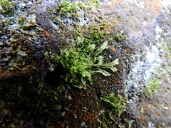 Lophocolea semiteres