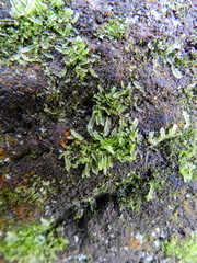 Lophocolea semiteres