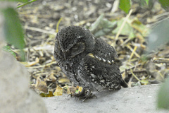 Psiloscops flammeolus