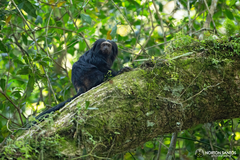 Leontopithecus chrysopygus
