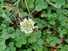 Trifolium repens