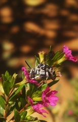 Thyreus quinquefasciatus