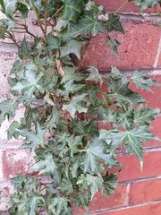 Hedera helix