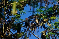 Pheucticus ludovicianus