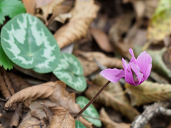 Cyclamen purpurascens