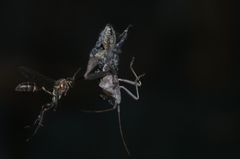 Mischocyttarus mexicanus