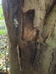 Cryptostroma corticale