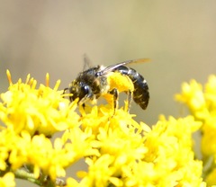 Colletes simulans armatus