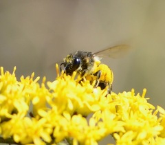Colletes simulans armatus