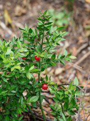 Ruscus aculeatus