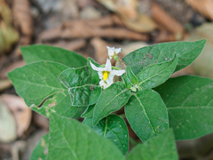 Solanum chenopodioides