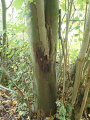 Cryptostroma corticale
