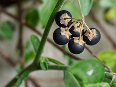 Solanum chenopodioides